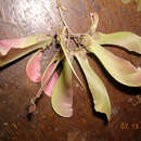 Image of Banisteriopsis muricata (Cav.) Cuatrec.