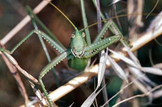 Image of Common Predatory Bush-cricket