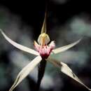 Image of Fitzgerald's spider orchid