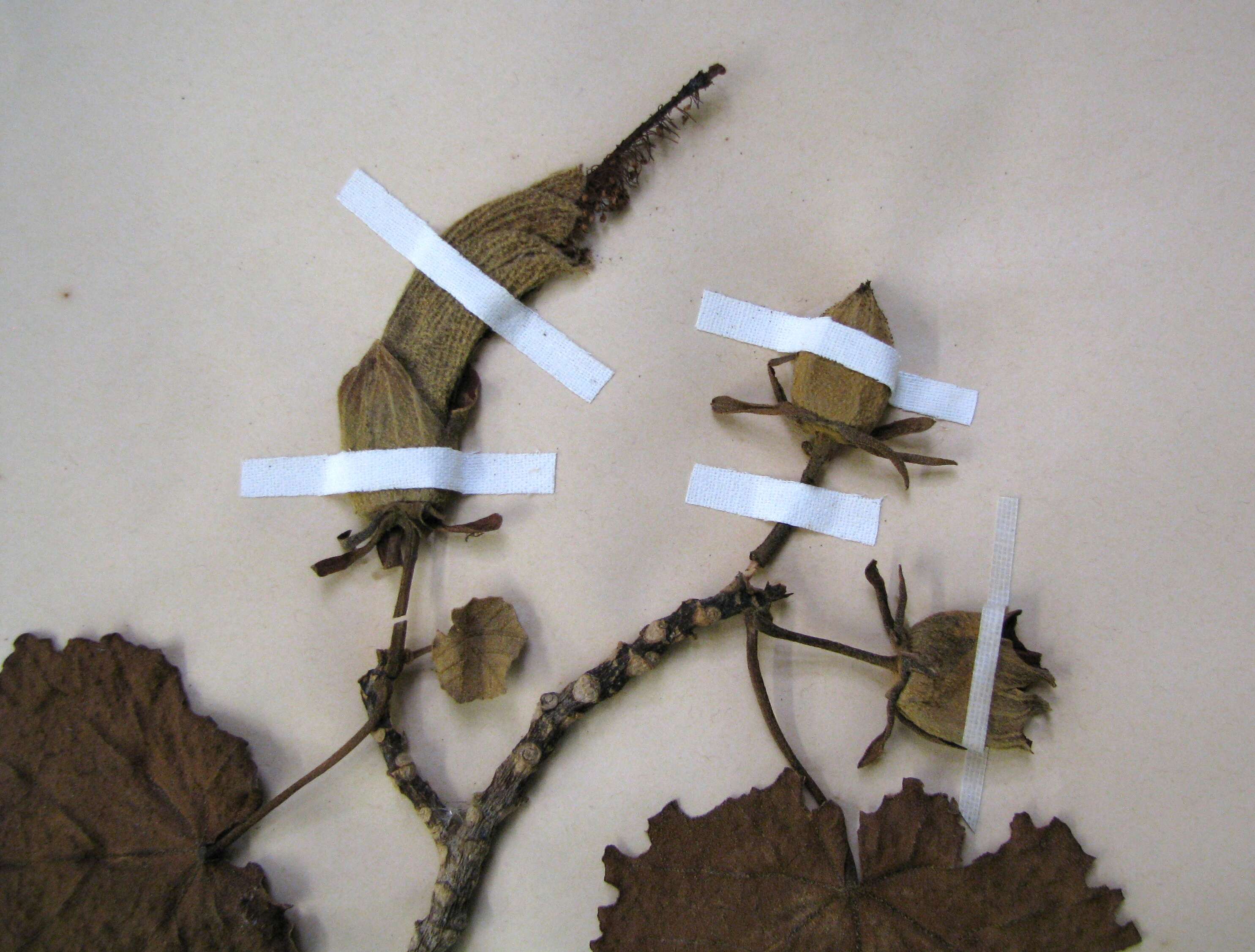 Image of hibiscadelphus