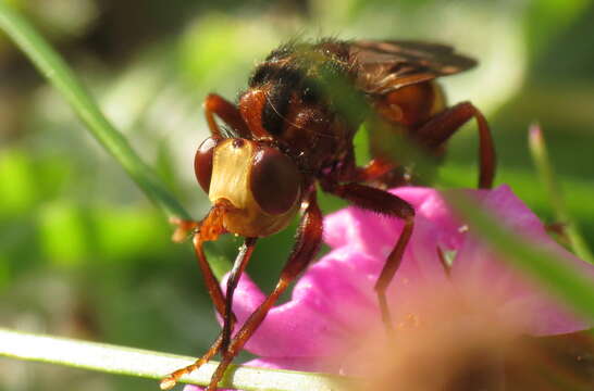 Image of Sicus ferrugineus (Linnaeus 1761)