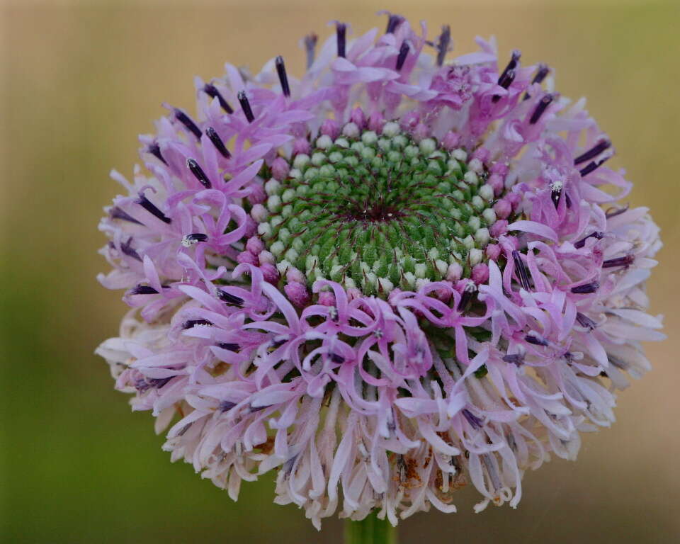 Image of grassleaf Barbara's buttons