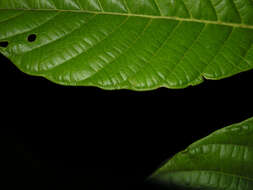 Image of Ficus brevibracteata Burger