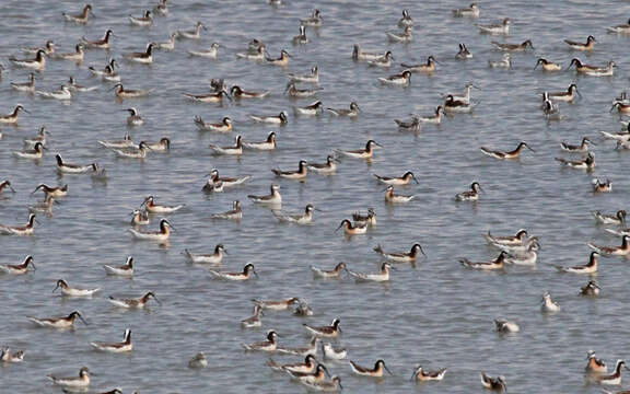 Image of Wilson's Phalarope