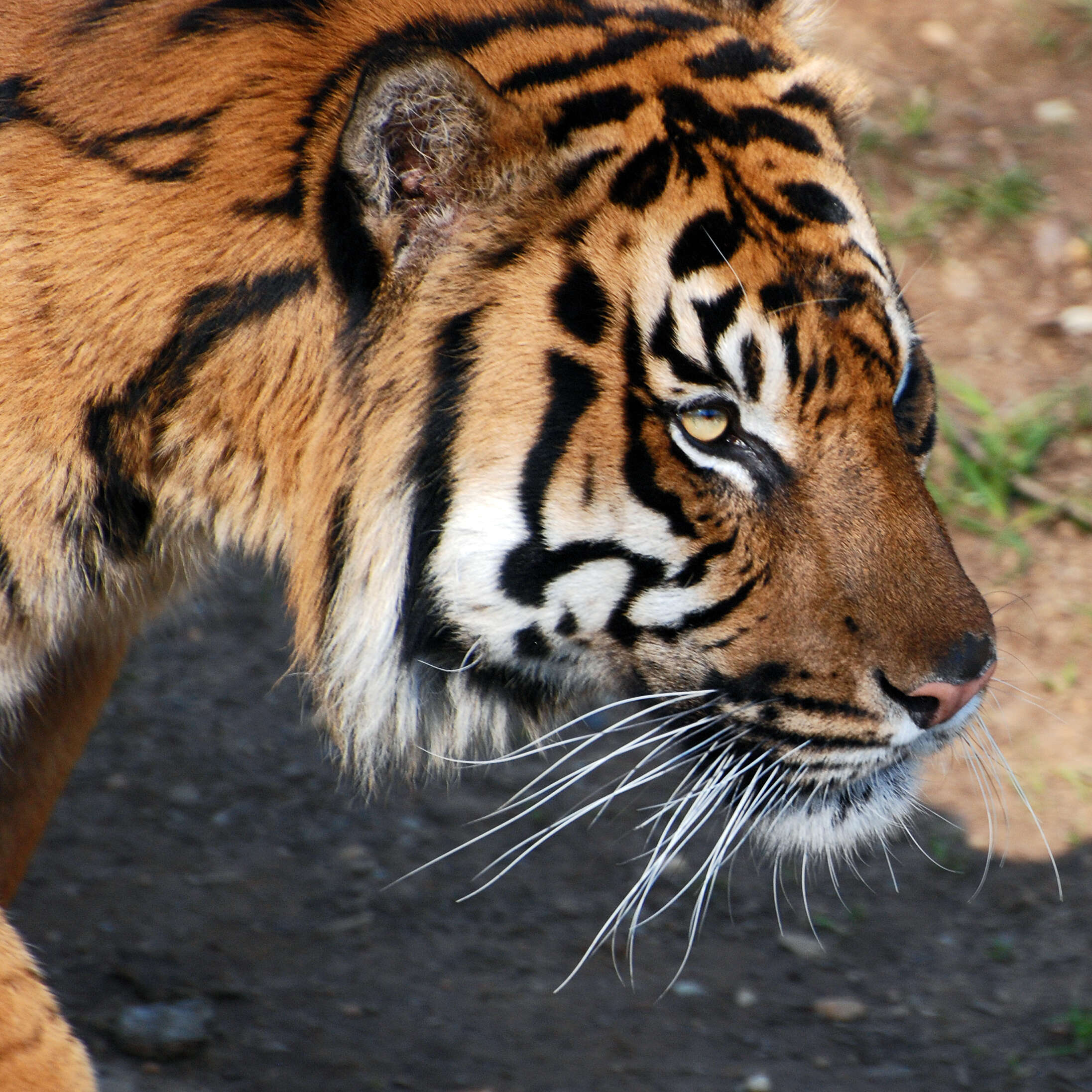 Image of big cats