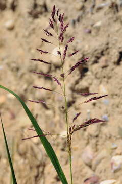 Image of Johnson grass