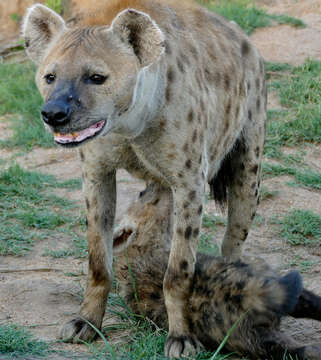 Image of Spotted Hyaenas