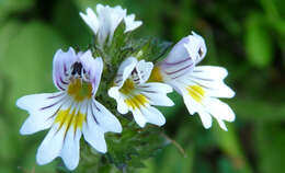 Image of Euphrasia officinalis L.