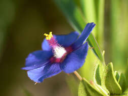 Image of Scarlet Yellow-Loosestrife