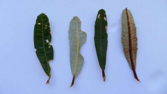 Image of banksia