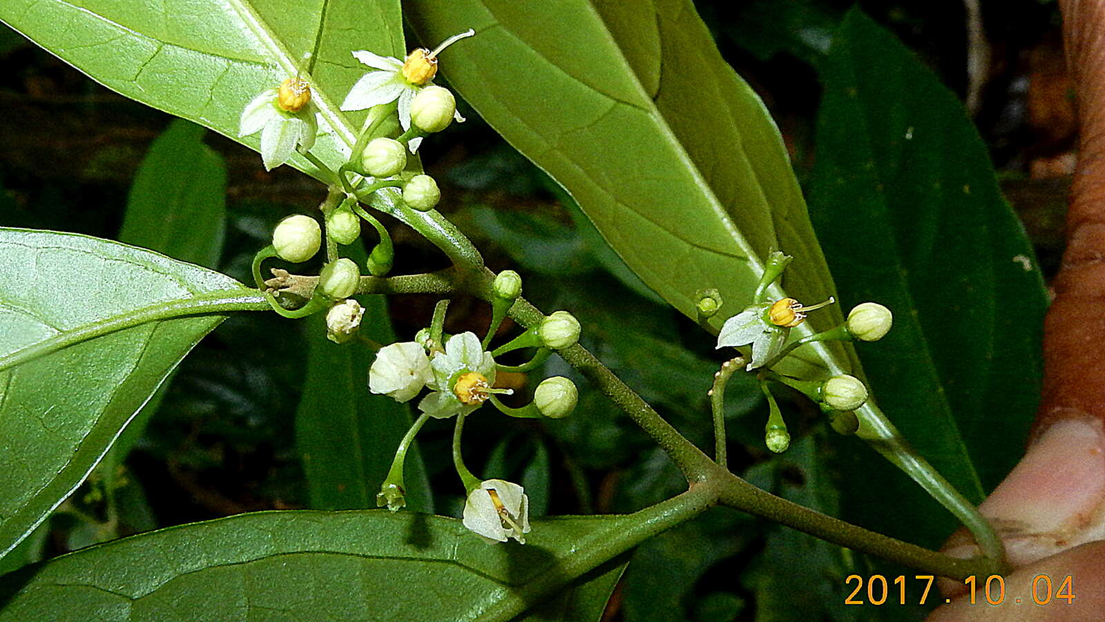 Image of Solanum bahianum S. Knapp