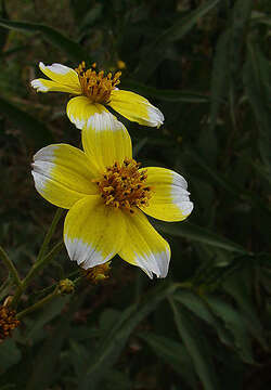 صورة Bidens aurea (Ait.) Sherff