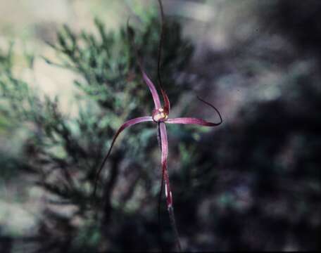 Image of Daddy-long-legs