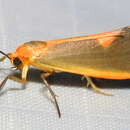 Image of Lead-colored Lichen Moth