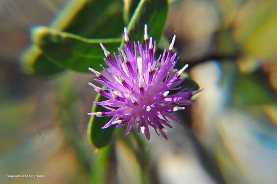 Image of Russian Knapweed