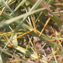 Image of Phoenix loureiroi var. pedunculata