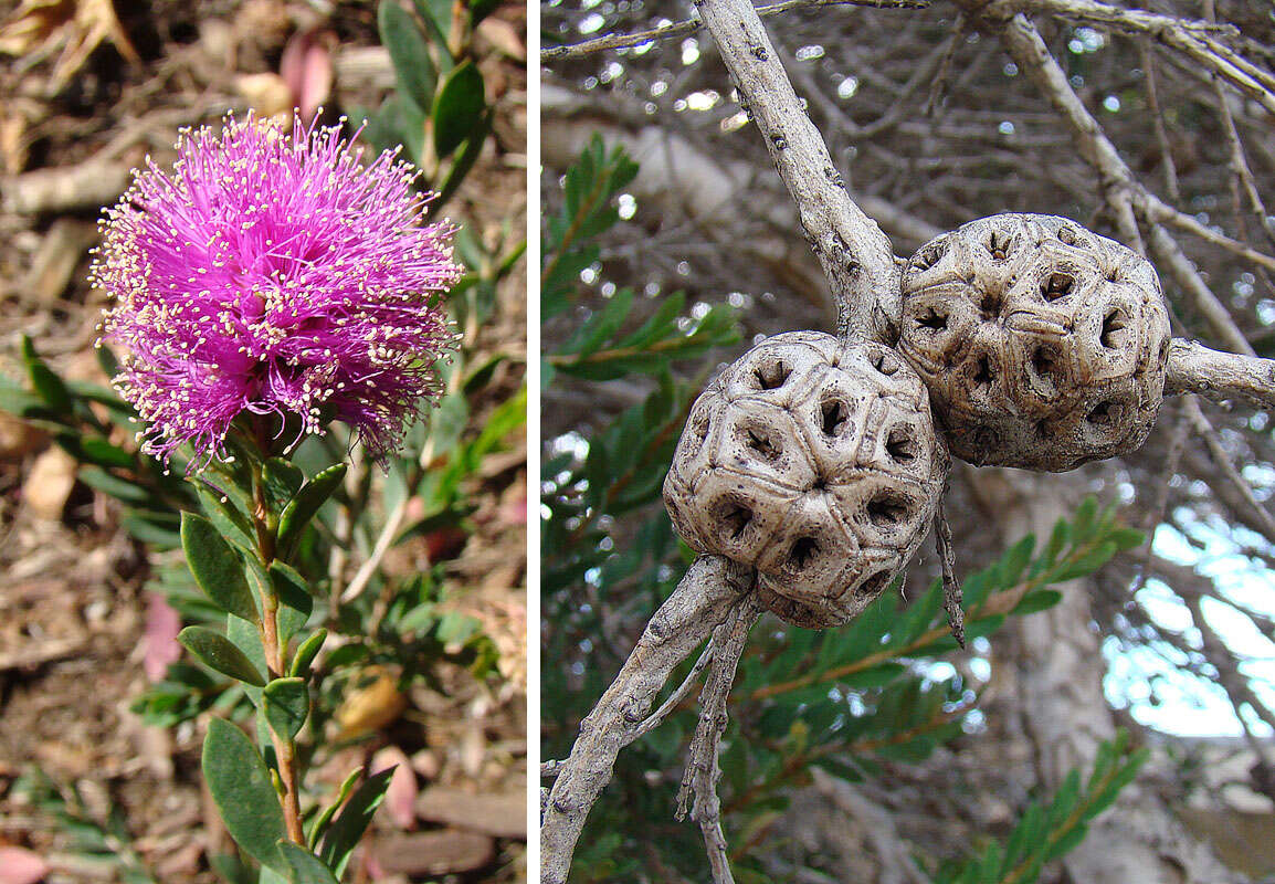 Image of melaleuca