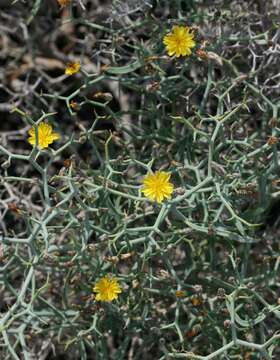 Launaea arborescens (Batt.) Murb. resmi