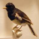 Image of Madagascan Magpie-Robin