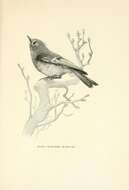 Image of goldcrests and kinglets