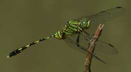 Image of Skimmers (Dragonflies)