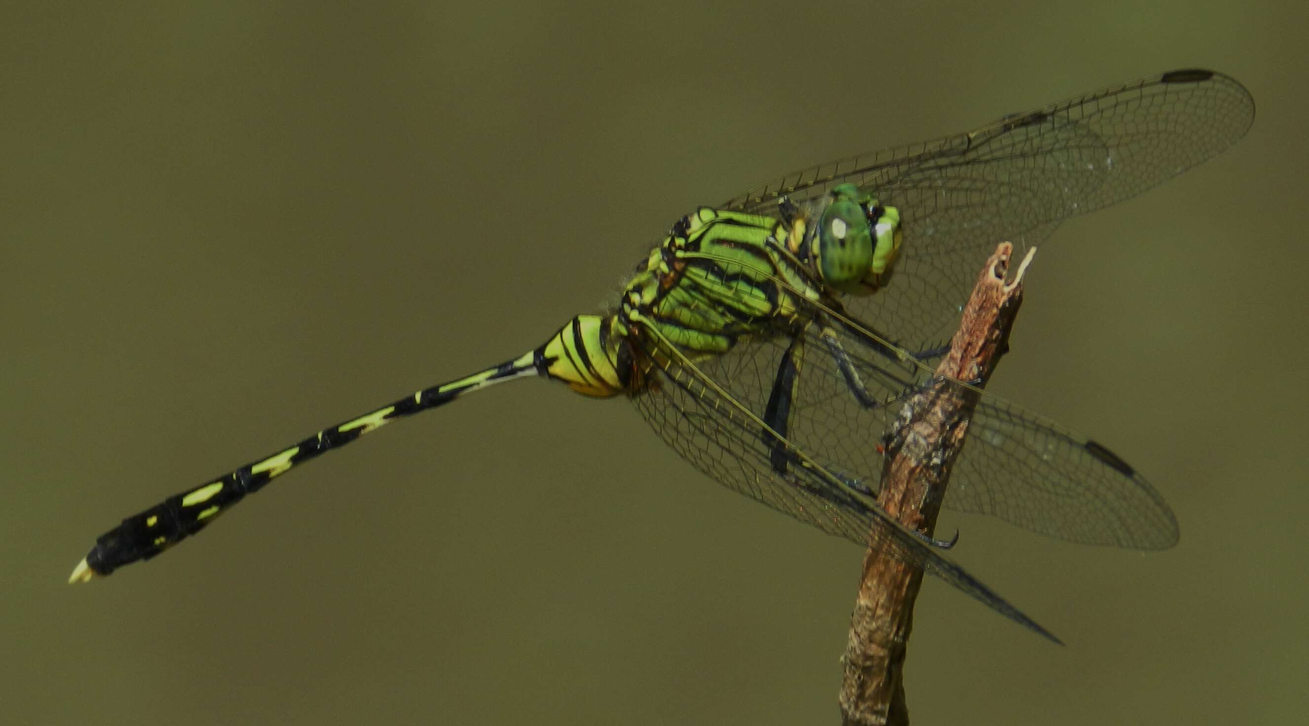 Image of Slender Skimmer