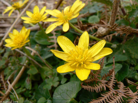 Image of Lesser celandine