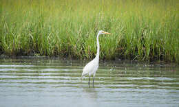 Image of Great Egret