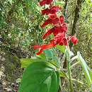 Image of Salvia libanensis Rusby