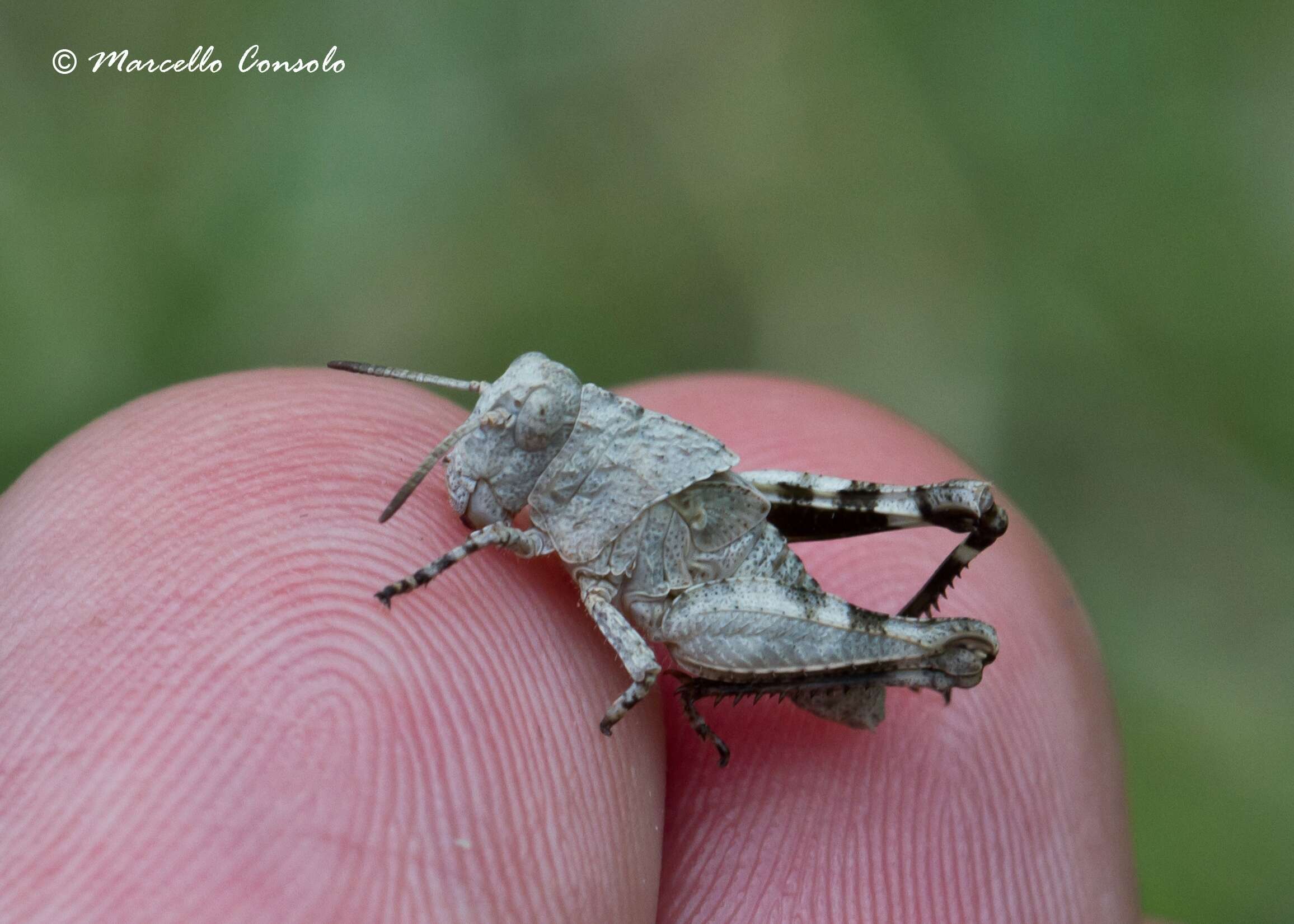 Image of blue-winged grasshopper