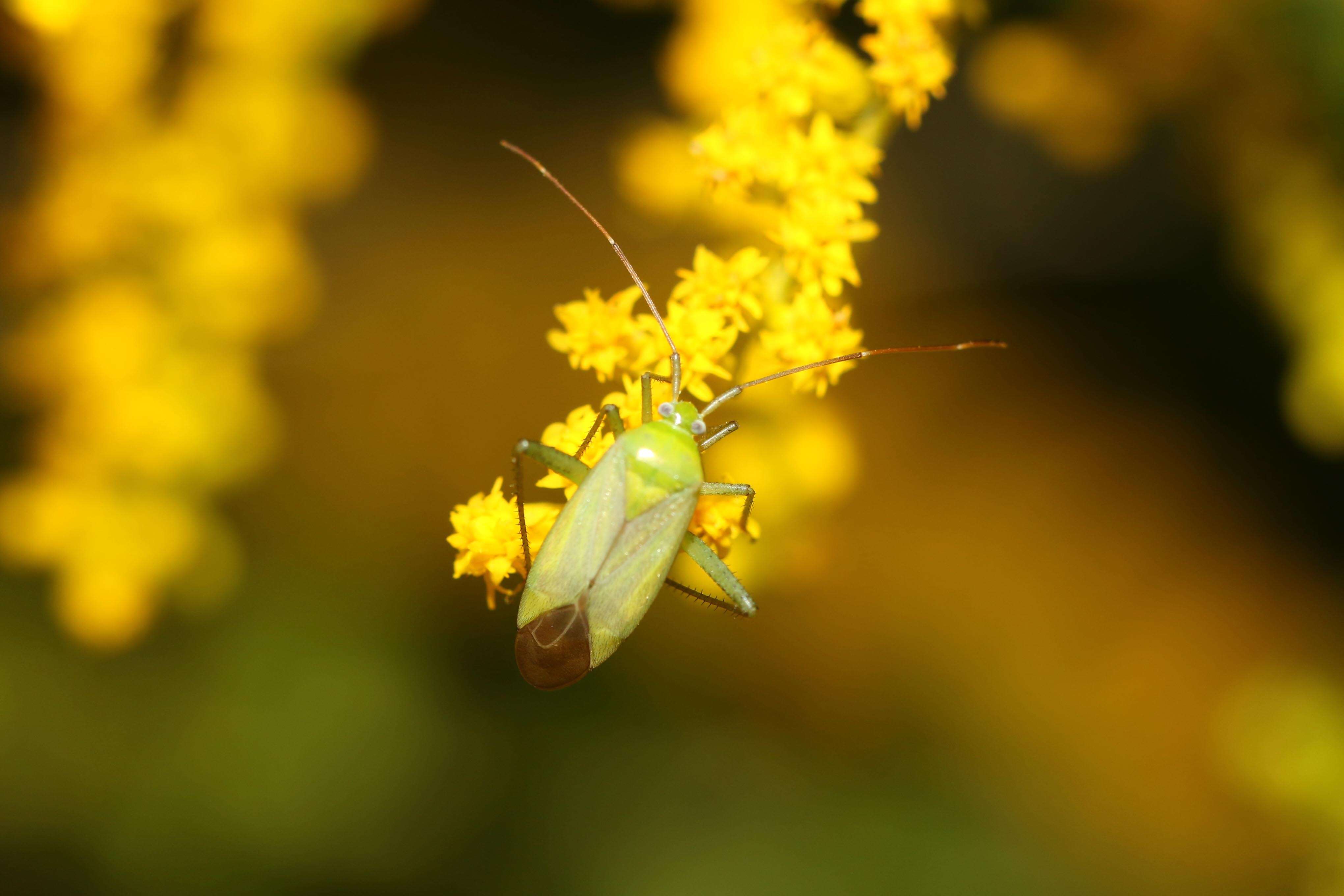 Image of Lygocoris