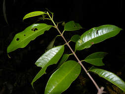 Image of Vochysia allenii Standl. & L. O. Williams