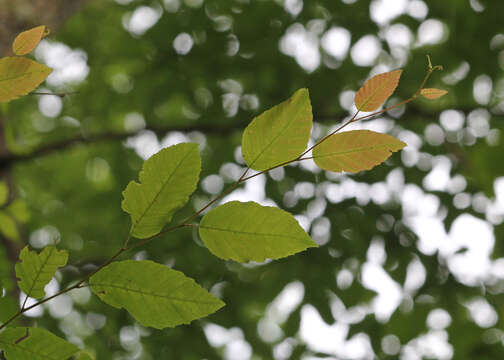 Image of hornbeam