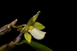 Imagem de Dendrobium derryi Ridl.