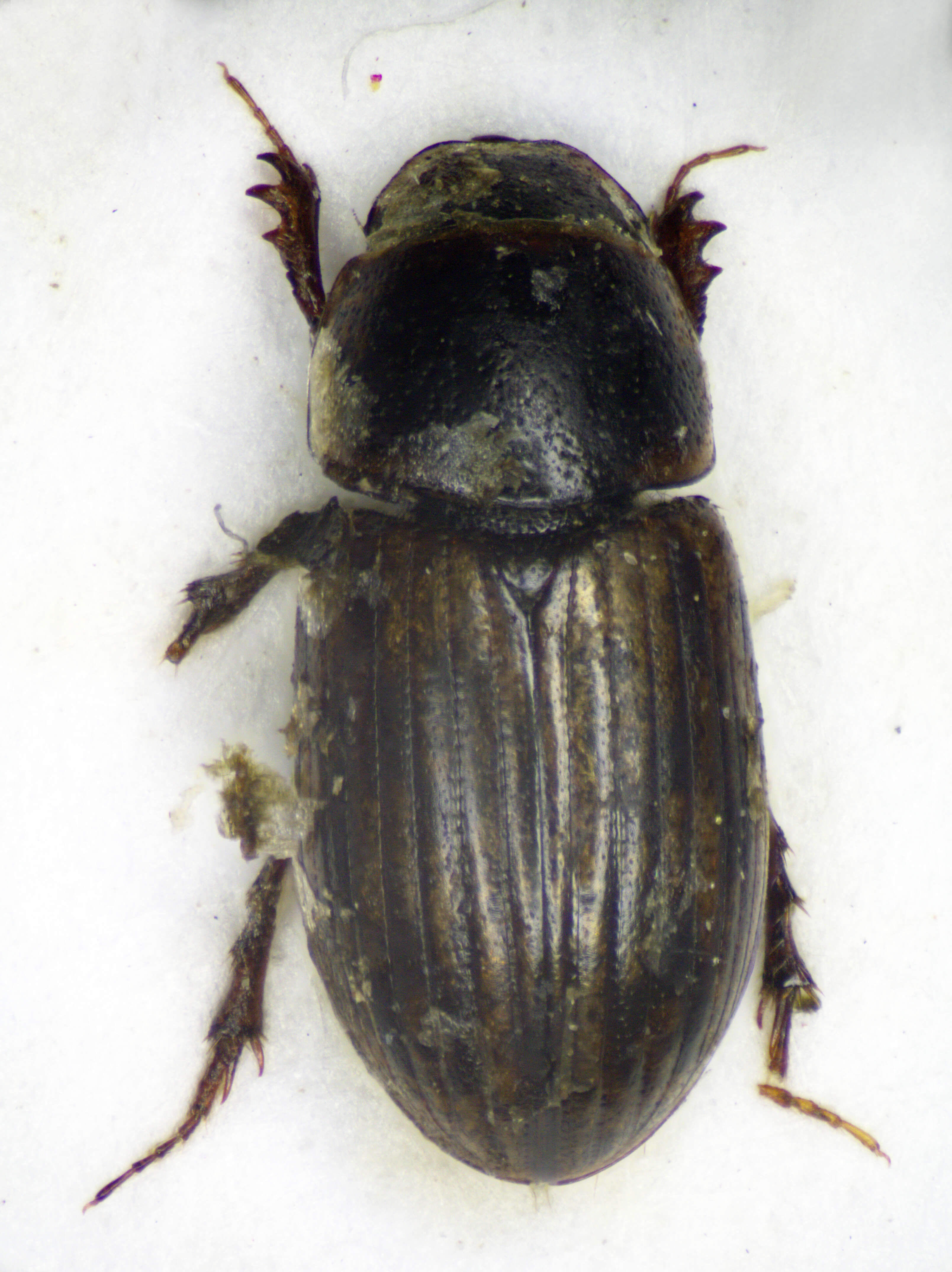 Sivun Coleoptera kuva