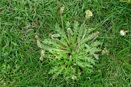 Image of European purple lousewort