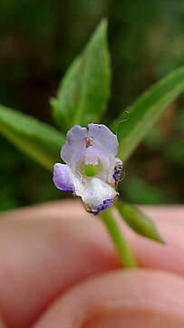 Plancia ëd Torenia thouarsii (Cham. & Schltdl.) Kuntze