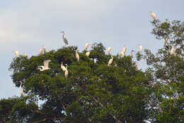 Image of Great Egret