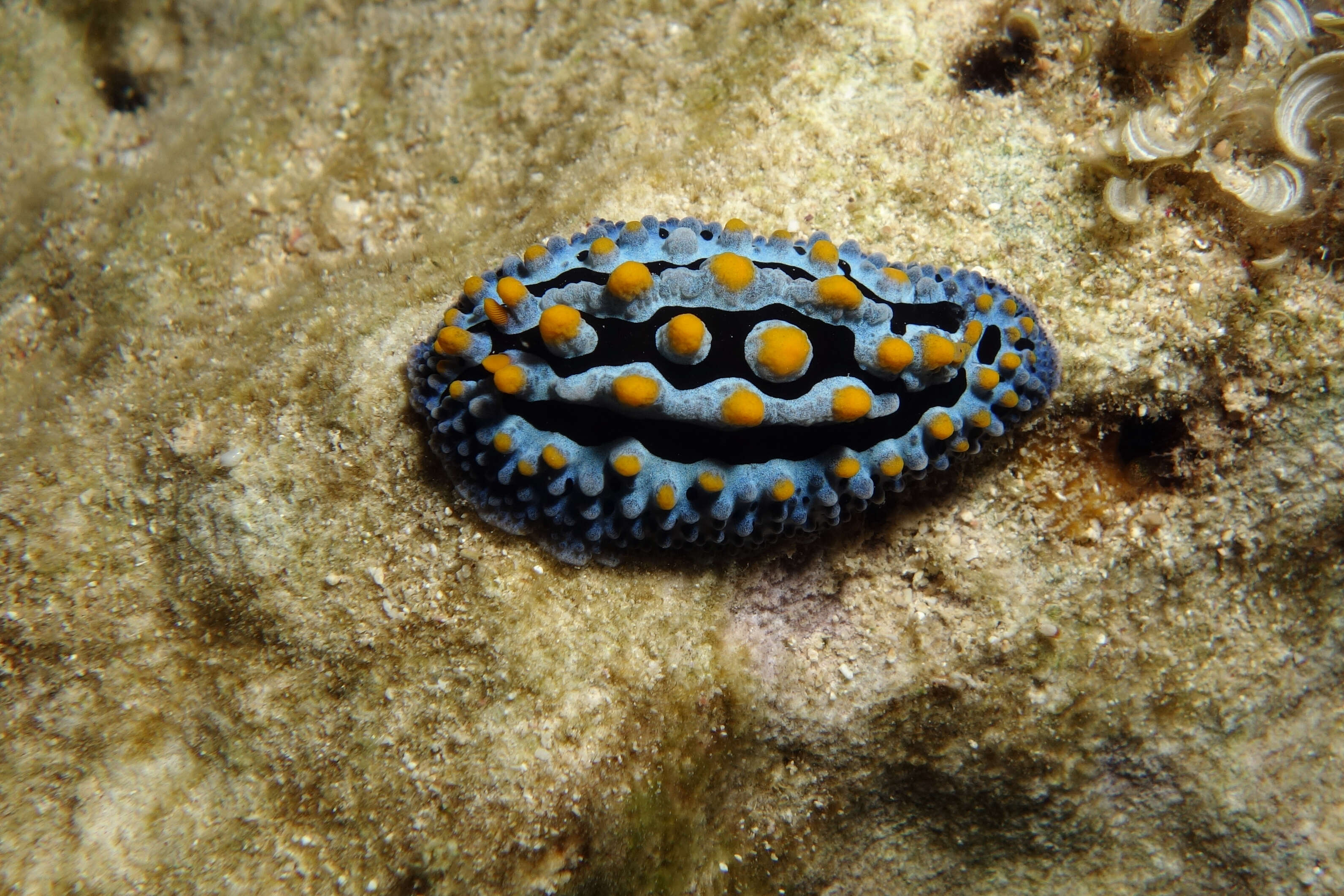 Image of Lumpy black blue orange slug