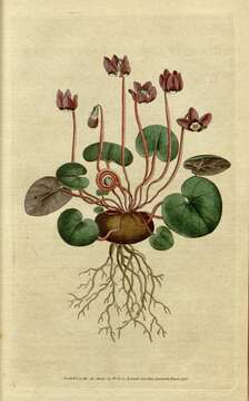 Image of Cyclamen coum Miller