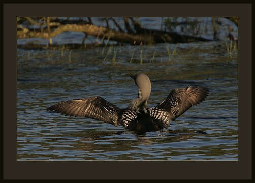 Image of Arctic Loon