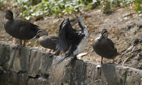 Image of Little Pied Cormorant