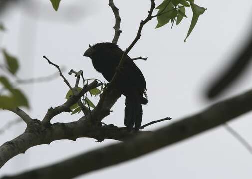 Image of Smooth-billed Ani