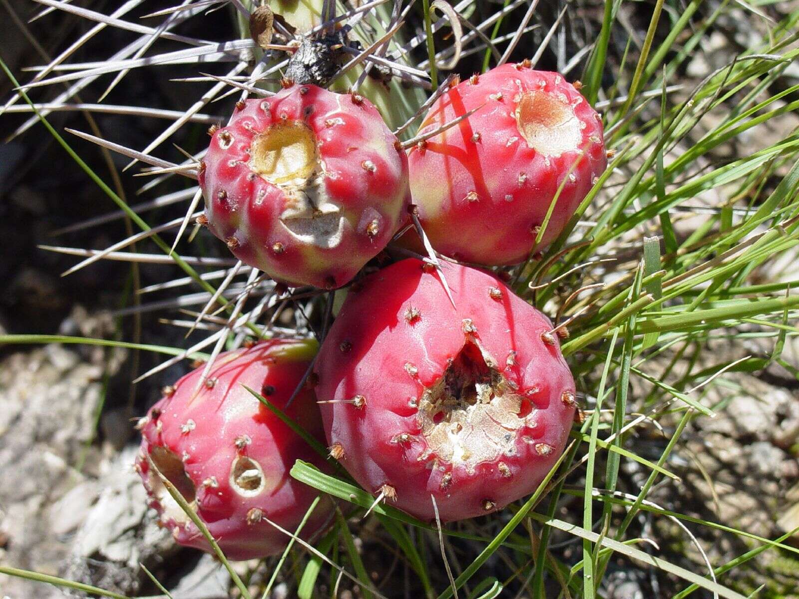 Image of Opuntia stenopetala Engelm.