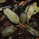 Sivun Uvariodendron usambarense R. E. Fr. kuva