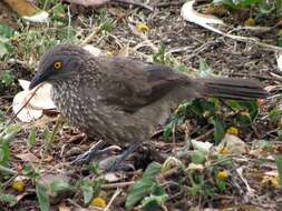 Image of Arrow-marked Babbler