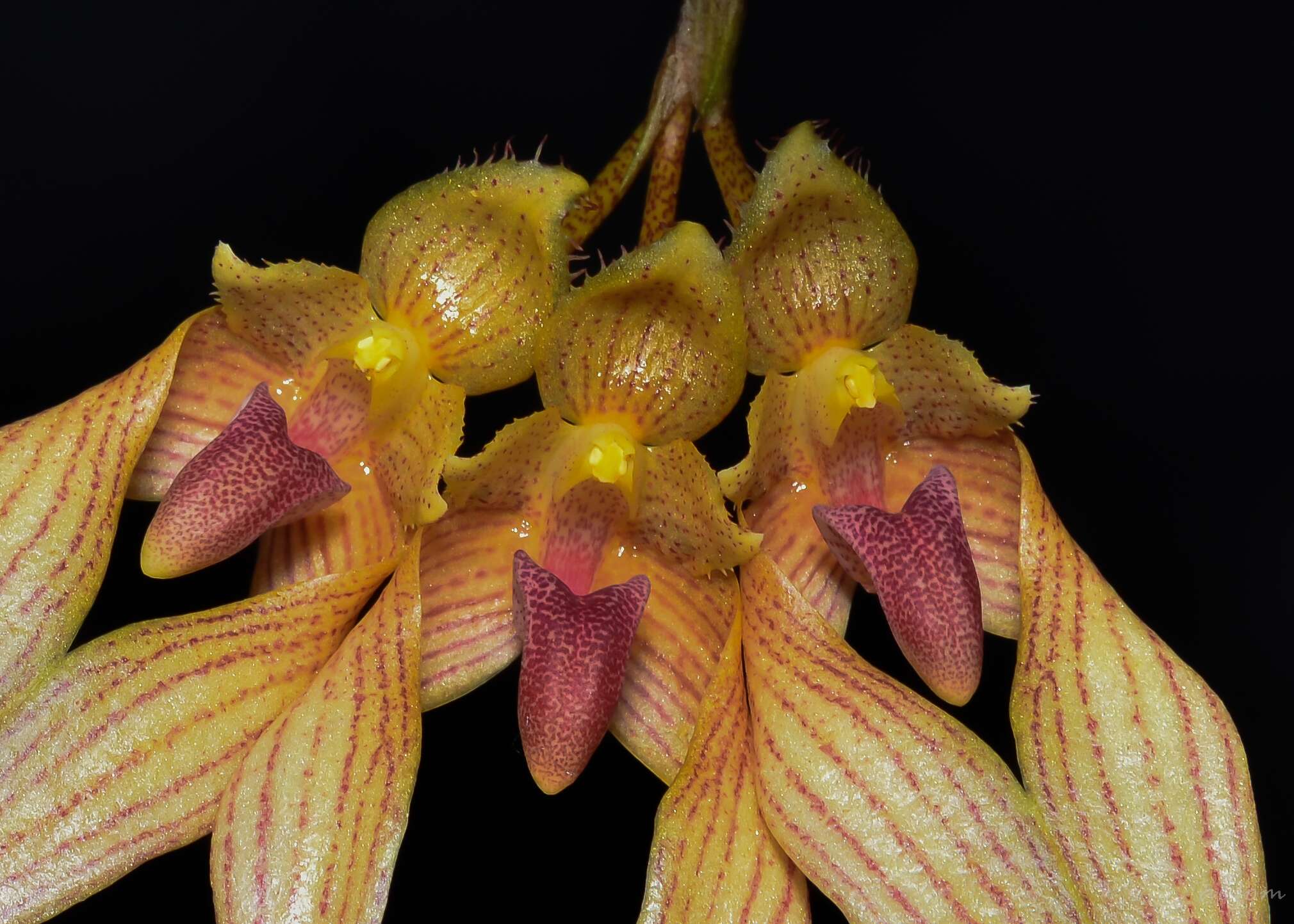 Image de Bulbophyllum annandalei Ridl.