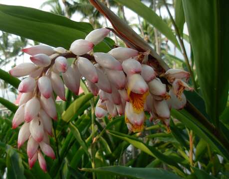 Image of Alpinia