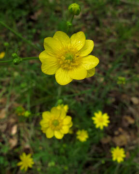 Image of California buttercup