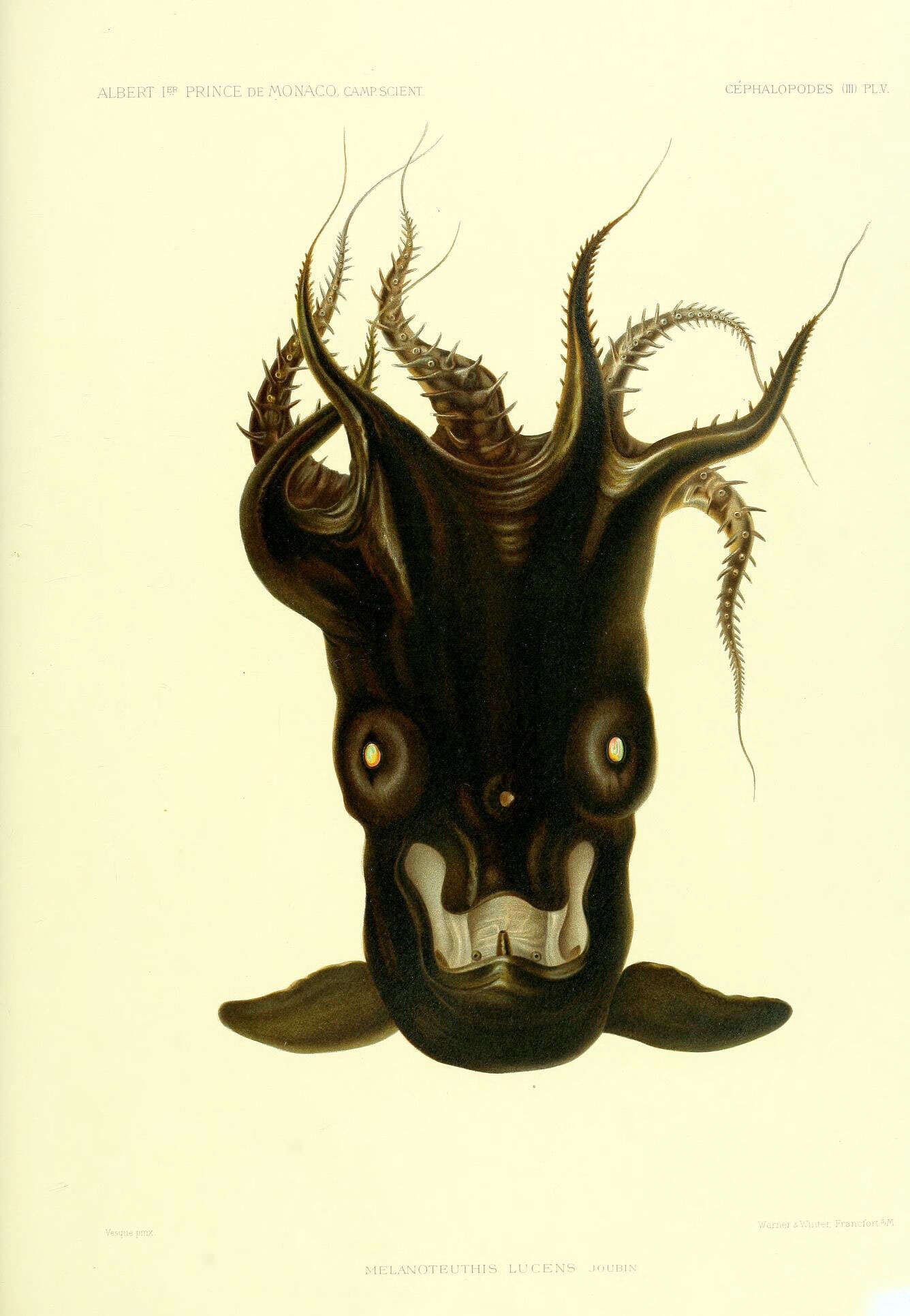 Image of Vampyroteuthis Chun 1903